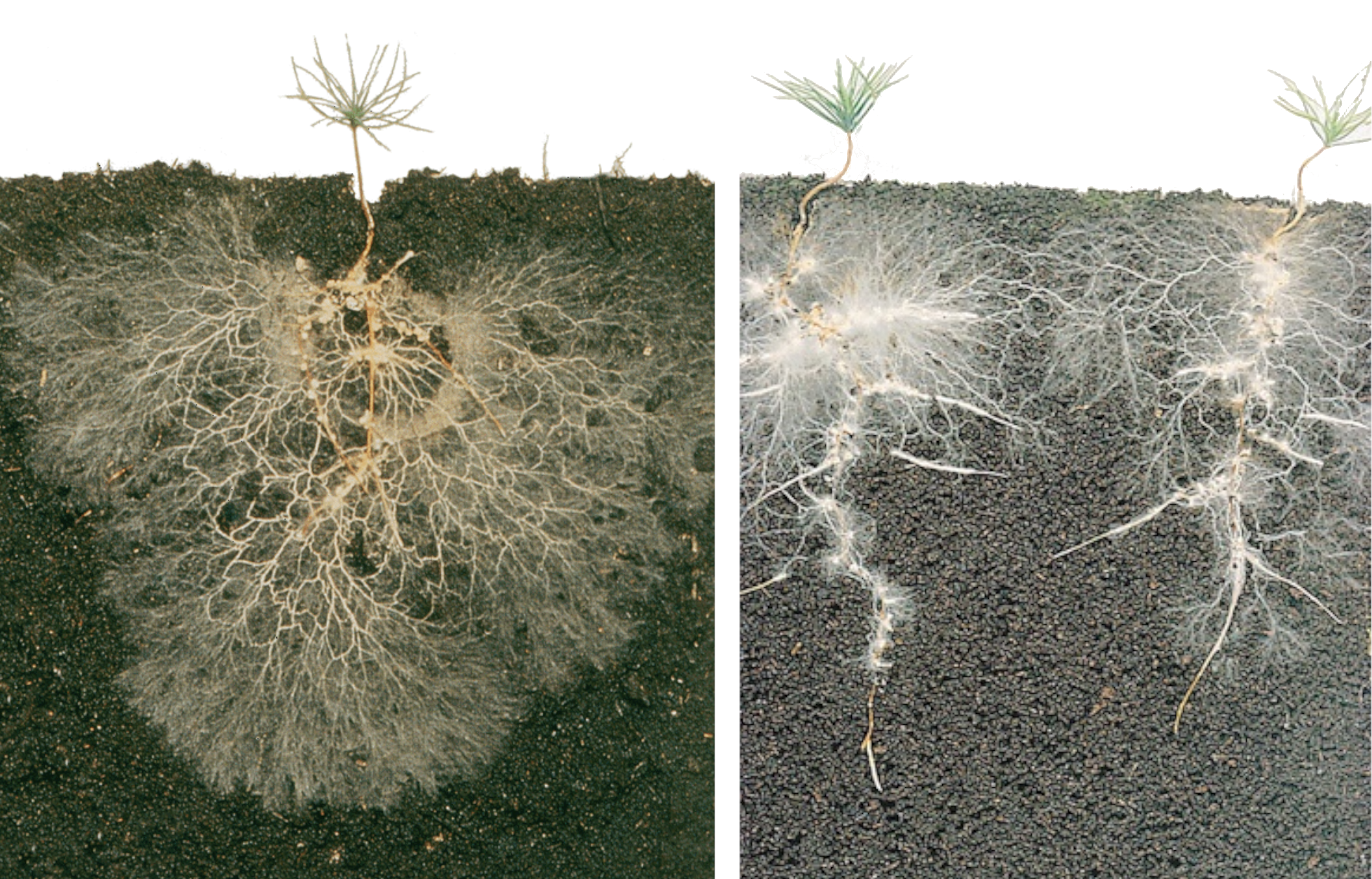 Hoe Bomen Met Elkaar Praten | Ecovator